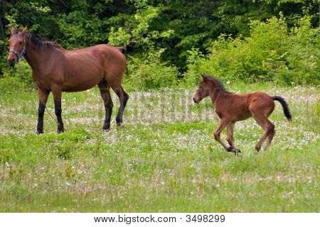 Paard