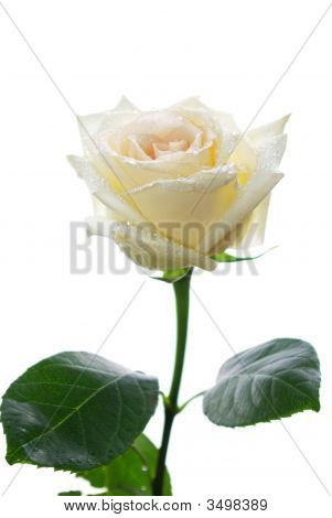 White Rose