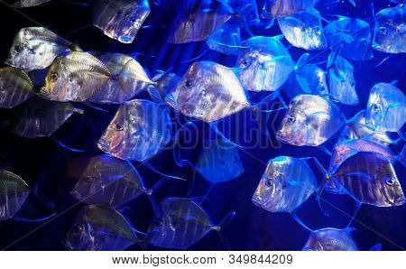 A Large School Of Lookdown Fish, A Game Fish Of The Family Carangidae