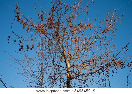Leafless Sycamore Tree With Fruit. Sunny Autumn Day. Blue Sky