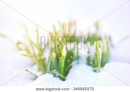 Galantus. Snowdrop Flowers Growing Out Of The Snow.