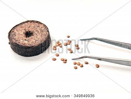 Pincet Lies On Coconut Tablets And Is Ready To Plant Seeds