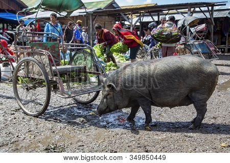 Indonesia, Papua New Guinea, Wamena, Irian Jaya, 20 August 2019: Big Gray Pig Digging In The Mud In 