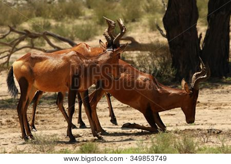 Group Of Red Hartebeest, Alcelaphus Buselaphus Caama Or Alcelaphus Caama Drinking From Waterhole In 