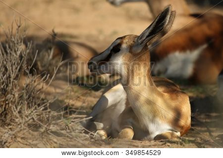 Baby Of Springbok (antidorcas Marsupialis) Laying On Red Sand In Kalahari Desert In Evening Sun. San