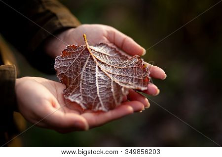 A Frosted Leaf In The Late Autumn