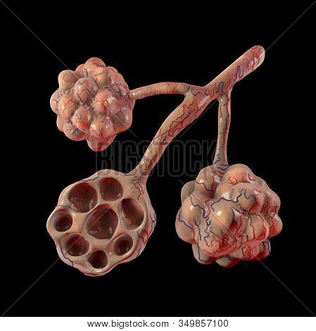 Anatomy Of Alveoli In Lungs, Illustration. Microstructure Of Respiratory System, 3d Illustration