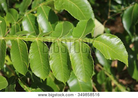 Chinese Sumac Tree, Also Known As The Nutgall Tree, Rhus Chinensis, Leaves In Bright Sunlight With L
