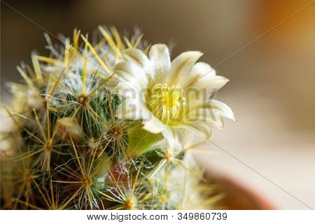 Macrophotography Of Pale Yellow Flower Of Cactus Mammillaria Prolifera. Indoor Flowering Succulents.