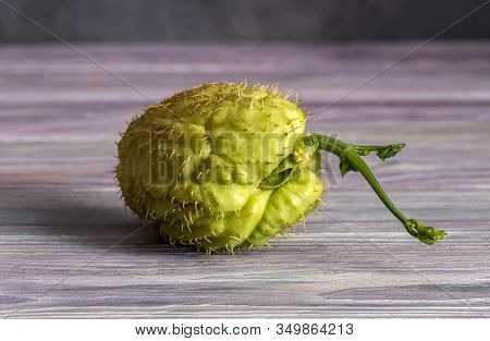 Plants. The Fruit Of Mexican, Healthy Liana (sechium Edule) With A Sprout On Wooden Background Close