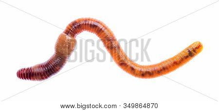 Macro Shot Of Red Worm Dendrobena, Earthworm Live Bait For Fishing Isolated On White Background.