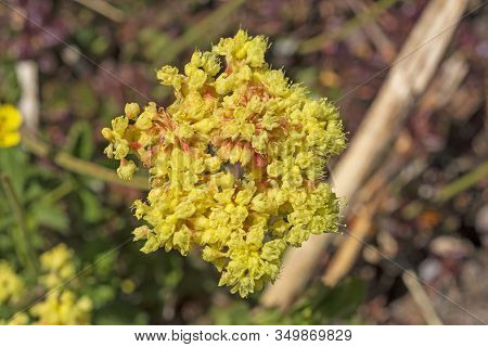 Marumleaf Buckwheat Wildlfower In Bloom In Lassen Volcanic National Park In California