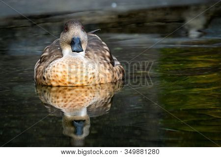 Patagonian Crested Duck On The Water. Lophonetta Specularioides Specularioides.