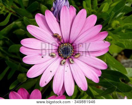 Purple African Daisy (osteospermum Ecklonis) With A Green Background. Little Snails Are Sitting On T