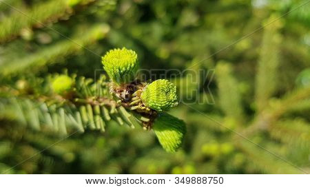 Fresh Conifer Sprouts On Blurry Background. Plant Needles Texture Closeup. Green Fir Branches In Bri