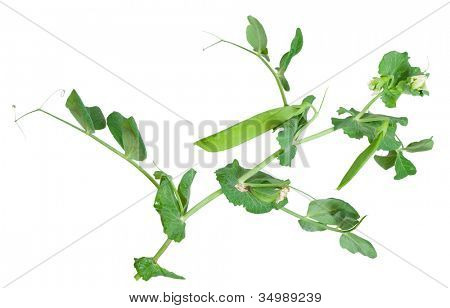 สาขาของถั่วเขียวบนพื้นหลังสีขาว