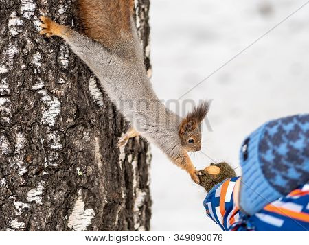 A Little Child In Winter Feeds A Squirrel With A Nut. Cute Little Boy Feeding Squirrel At Winter Par