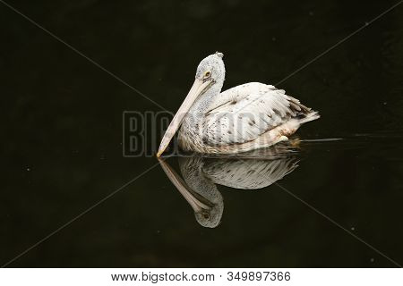 Dalmatian Pelican - Pelecanus Crispus - Mirroring On Black Water. Scene From Euripean Nature. Bird M