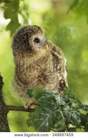 Young Tawny Owl - Strix Aluco Sin On The Branch In Leaves On Summer Morning