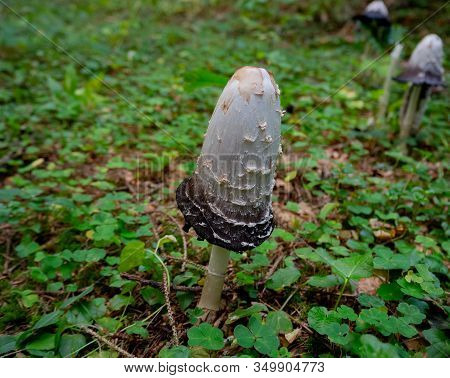 Shaggy mane on the forest floor of a coniferous forest
