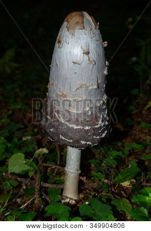 Shaggy Mane On The Forest Floor Of A Coniferous Forest