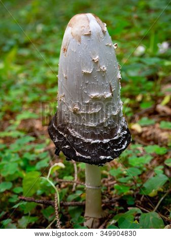 Shaggy Mane On The Forest Floor Of A Coniferous Forest