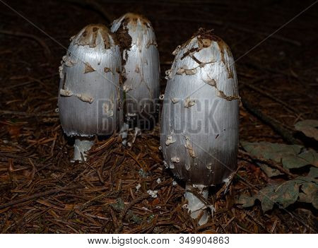 Shaggy Mane On The Forest Floor Of A Coniferous Forest