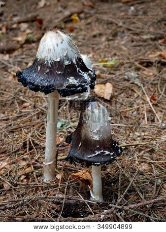 Shaggy Mane On The Forest Floor Of A Coniferous Forest