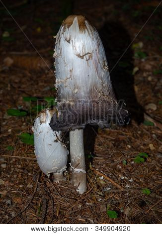 Shaggy Mane On The Forest Floor Of A Coniferous Forest