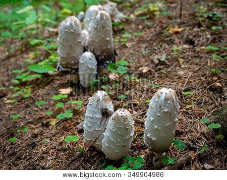 Shaggy Mane On The Forest Floor Of A Coniferous Forest