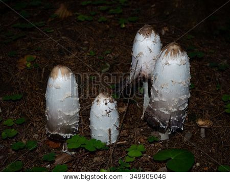 Shaggy Mane On The Forest Floor Of A Coniferous Forest