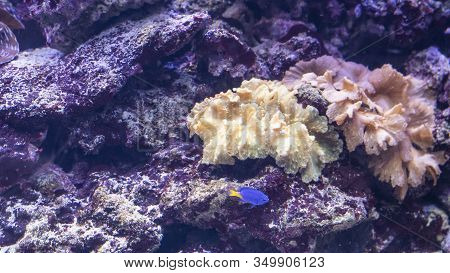 Beautiful Multi-colored Grown Corals Underwater With Fish