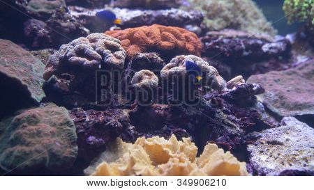 Beautiful Multi-colored Grown Corals Underwater, Underwater Reef