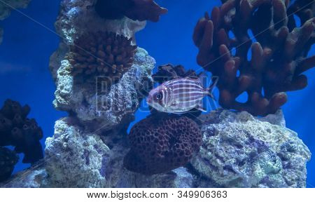 Beautiful Multi-colored Grown Corals Underwater With Two-colored Fish