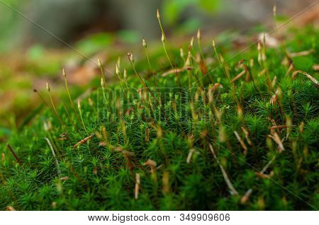 Colorful Green Fresh Forest Polytrichales Moss. Close-up. Texture Of Fresh Green Plant. Moss Polytri
