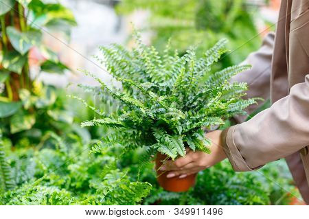 Gardening, Planting Concept. Businesswoman Choosing Potted Plants -lush Nephrolepis Fern For Her Hom
