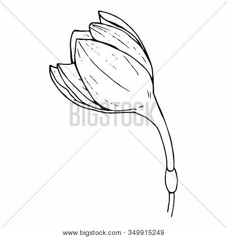 Butoh Of A White Flower Eucharis (amazonian Lily), Black Outline On A White Background Isolated, Sto