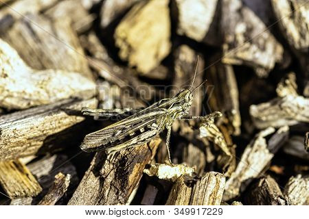Chorthippus Brunneus Known As Common Field Grasshopper In British Park