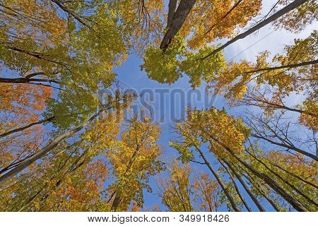 Fall Colors High In The Air In The Louis M Groen Nature Preserve In Michigan