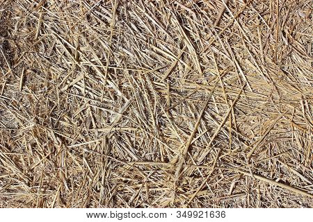 Texture Of Dry Hay, Mowed Dry Grass Texture