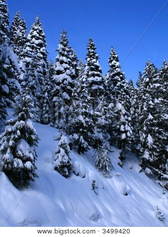 Alberi 10 coperta di neve