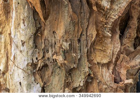 Tree Bark Texture Close Up. Paperbark Eucalyptus Tree, Melaleuca Quinquenervia Bark Texture Backgrou