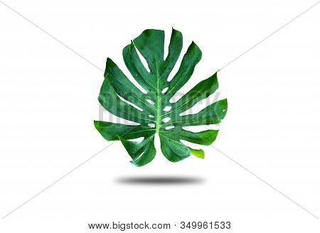 Window-leaf Monstera Obliqua Plum Blossom (miq.) Walp. 'expilata' Back Separating From The Backdrop 