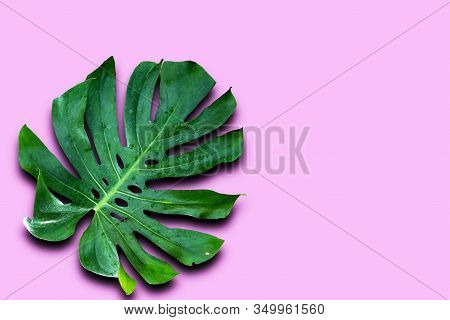 Window-leaf Monstera Obliqua Plum Blossom (miq.) Walp. 'expilata' Back Separating From The Backdrop 