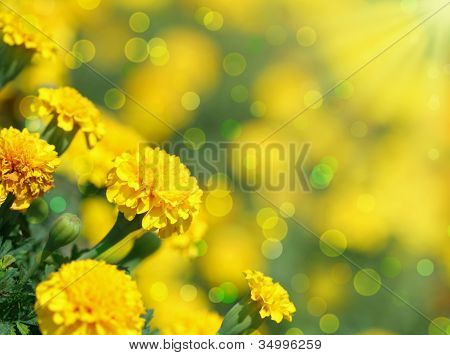 Tagetes květ