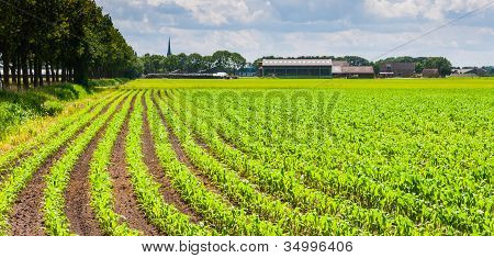 Rijen van kuilmaïs planten In een landelijke omgeving