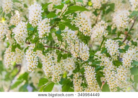 White Flowers Blooming Bird Cherry. Bird Cherry Tree In Blossom. Close-up Of A Flowering Prunus Aviu