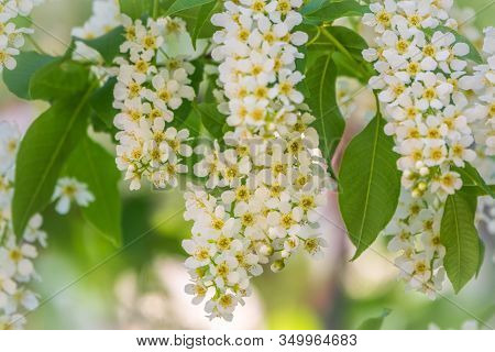 White Flowers Blooming Bird Cherry. Bird Cherry Tree In Blossom. Close-up Of A Flowering Prunus Aviu