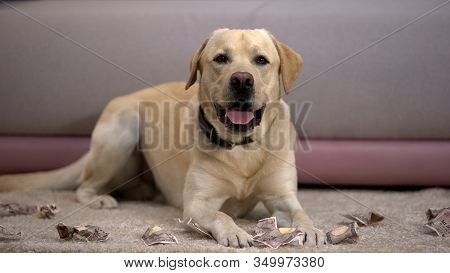 Funny Labrador Dog Lying Near Torn Japanese Yen Banknotes, Pet Misbehavior