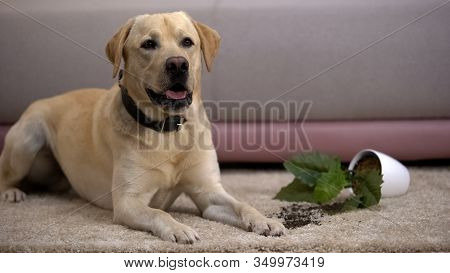 Pet Misbehavior, Funny Labrador Retriever Dog Lying Near Broken Potted Plant